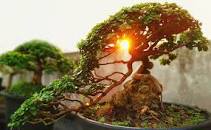 Image result for what are the benefits of a bonsai tree