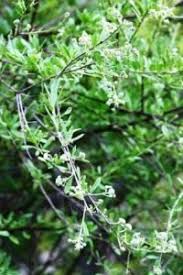 Image result for Triceratella drummondii