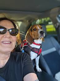 Beagle spaying experience and recovery