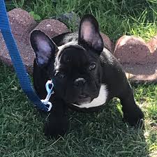Sergio Rubalcava (@bellathefrenchie_cali805) • Instagram photos and videos