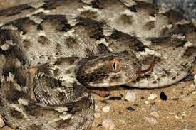 Saw Scaled Viper Echis Carinatus Snake Images Pit Viper Animals Wild