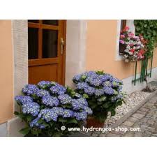 Denn wenn sie späne oder mehl nur einfach um die hortensie herum aufstreuen, dann gelangen die nährstoffe nicht in die erde. Bela Hortensien Wie Blau Dungen Standort 13 50