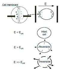 We did not find results for: Pef Works Through Electroporation Of The Cell Membrane In Bacterial Download Scientific Diagram