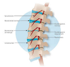 Spondylarthrose Facettensyndrom Ursachen Symptome Behandlung