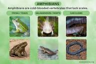 Amphibians - Definition, Examples, Characteristics