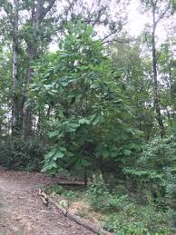 We did not find results for: Botanical Gardens Dale Wheeler Johnston Bigleaf Magnolia