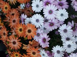 I fiori della margherita come tanti altri fiori commestibili possono essere consumati freschi nelle insalate di. Dimorfoteca Coltivazione