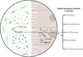 Frontiers | The science behind TCM and Gut microbiota interaction—their  combinatorial approach holds promising therapeutic applications