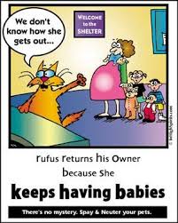This place totally makes me want to rescue a pet. 21 Cats Dogs Talk About Spay Neuter Ideas Funny Animals Cats Neuter