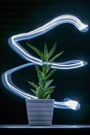 All cactus styles are cut to nest in the cactus table lamp base which can be purchased in comb Desktop Fluorescent Illuminated Light Lamp Luminescence Dark Bulb Cactus Black Background Pxfuel