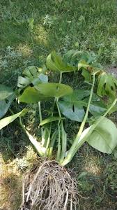Image result for Mohria marginalis