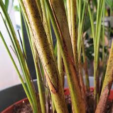 Image result for Dypsis lutescens