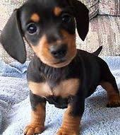 We did not find results for: 36 Black Dachshund Ideas Dachshund Weenie Dogs Dachshund Love