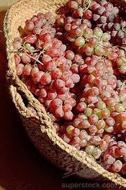 Andrea A Elisabeth Voyagevisuelle Voyagevisuelle Grape Harvesting Beautiful Fruits Fruit Of The Spirit