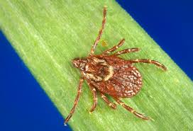 Ticks Allen County Department Of Health