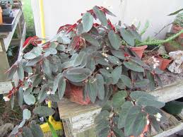 Image result for Begoniaceae