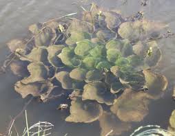 Image result for Ottelia