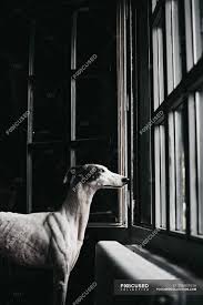 Maybe you would like to learn more about one of these? Adorable Black And White Spanish Greyhound Looking Through Window At Home Funny Serene Stock Photo 256931616