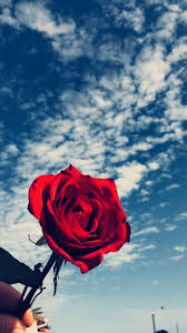 Maritvanvlietvv Photography Wallpaper Cellphone Wallpaper Flower Wallpaper We hope you enjoy our growing collection of hd images to use as a background or home screen for your smartphone or computer. photography wallpaper