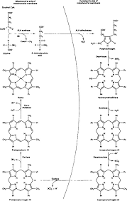 Heme Synthesis An Overview Sciencedirect Topics