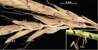 Image result for Andropogon fastigiatus