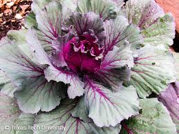 Ornamental cabbages are actually edible. Ornamental Cabbage Kale Plant Resources Home Ttu