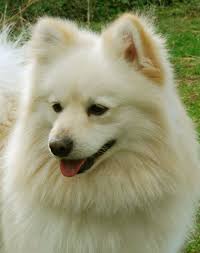 Miniature Black American Eskimo Dog Zephon Home Of The German Spitz German Spitz American Eskimo Dog Spitz Dogs