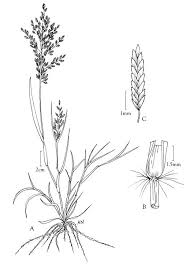 Image result for Eragrostis pilosa