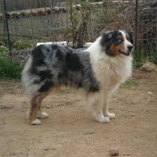 Finaliste du championnat de france de dressage en ring, dresseur et conducteur de sept chiens de concours. Elevage De Berger Australien