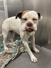 💟 URGENT! Deadline: 7-29 💟 🩷Pretty girl BAILEY🩷 🍨Needs some structure  in her life🍨 APPLY NOW! I don't have a lot of time left! AZFOSTERS.COM