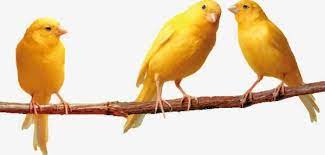 Cara memilih burung kacer gacor yang bagus bisa diidentifikasi dengan melihat beberapa ciri dan tentunya sangat mudah dilakukan siapa saja. Jual Beli Burung Cilacap Dan Sekitarnya