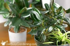 Parthenium argentatum gray, commonly named as guayule, is a shrub evaluating new guayule. How To Care For Rubber Plants The Ultimate Guide Get Busy Gardening