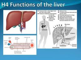 The liver is divided into two lobes by the middle hepatic vein: The Liver Objectives Describe With The Aid Of Diagrams And Photographs The Histology And Gross Structure Of The Liver Describe The Formation Of Urea Ppt Video Online Download
