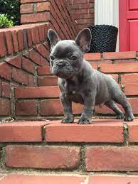 Blue Brindle French Bulldog Blue Brindle French Bulldog Brindle French Bulldog Bulldog Puppies