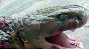 Penampakan ular terbesar di dunia. Misteri Ular Pemakan Manusia Di Hutan Kalimantan Global Liputan6 Com