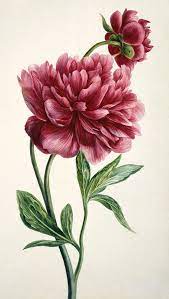Scientific name is the name conforming to the international code of nomenclature for algae, fungi, and plants (icn). Peony Paeonia Officinalis Photograph By Natural History Museum London Science Photo Library