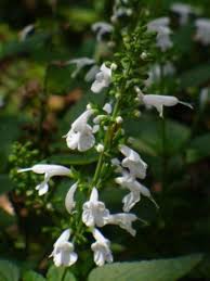 Image result for Salvia coccinea