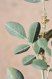 Image result for Indigofera roseo-caerulea