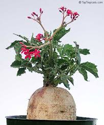 Image result for Dorstenia buchananii