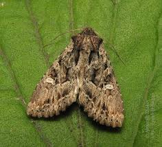 Image result for Polymixis polymita