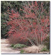 Browse the oklahoma water resources oklahoma water survey has compiled. Selecting Shrubs For The Landscape Oklahoma State University