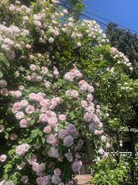 Rose Cecile Brunner Climbing In 2021 Plants Rose Climbing