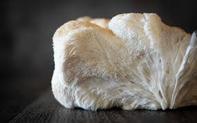 Lion's mane (hericium erinaceus) is a type of medicinal mushroom. Martin S Wellness Connection Blog Lion S Mane Mushroom Benefits