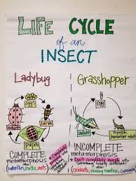 life cycle of a butterfly activity exhaustive butterfly life