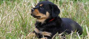 Rottweiler Dog Breed