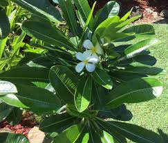 Plumeria Obtusa Evergreen Frangipani Plant Leaves Plumeria Frangipani