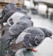 How do professionals keep birds off your roof? How To Keep Pigeons Off Your Roof Letsfixit