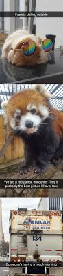 Some even say that it is trying to intimidate the rock. 25 Best Red Panda Memes The Memes Like You Memes Adult Life Memes
