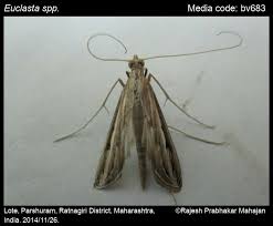 Image result for Euclasta