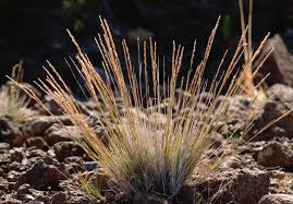 Image result for Agrostis continuata